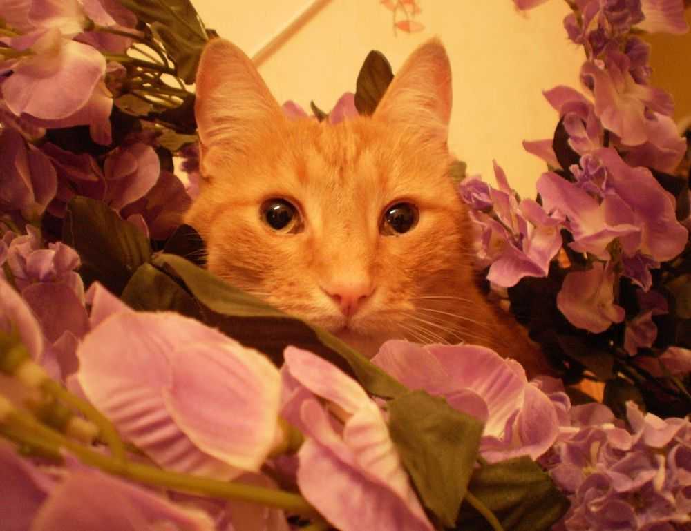 can vloweves be played as a team