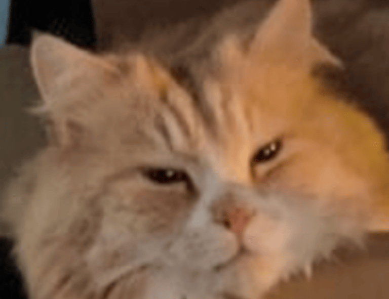 ooverzala version of playing