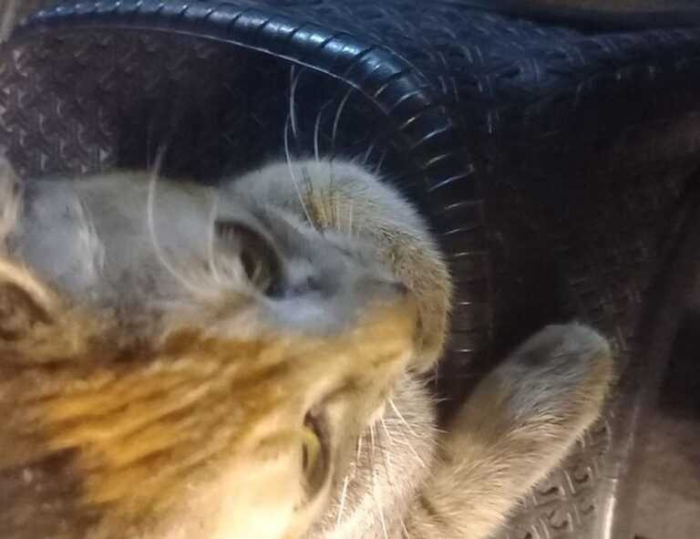 why biohunt2000 game are popular