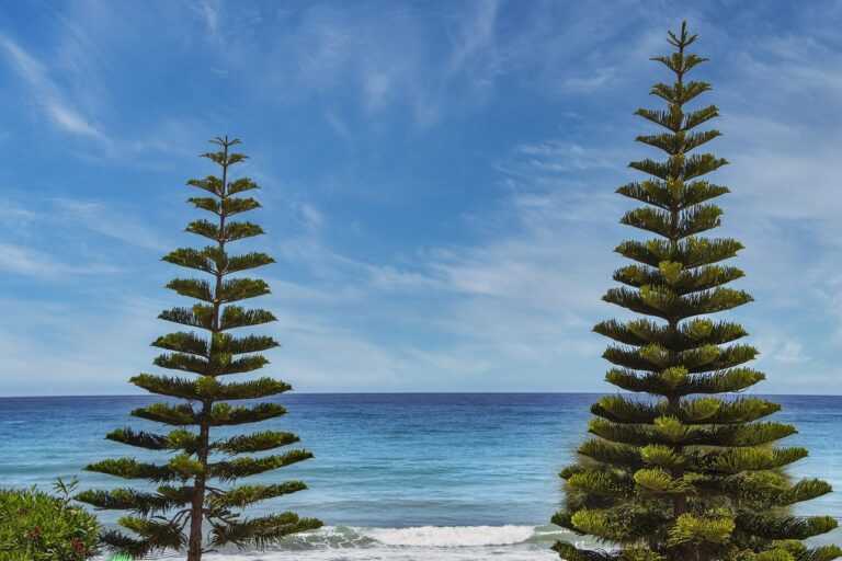 why widdeadvi running slow