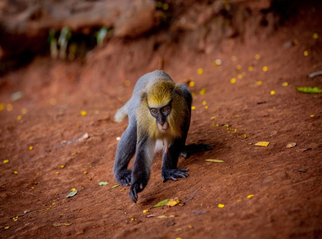 Impact on Mona Huygelen